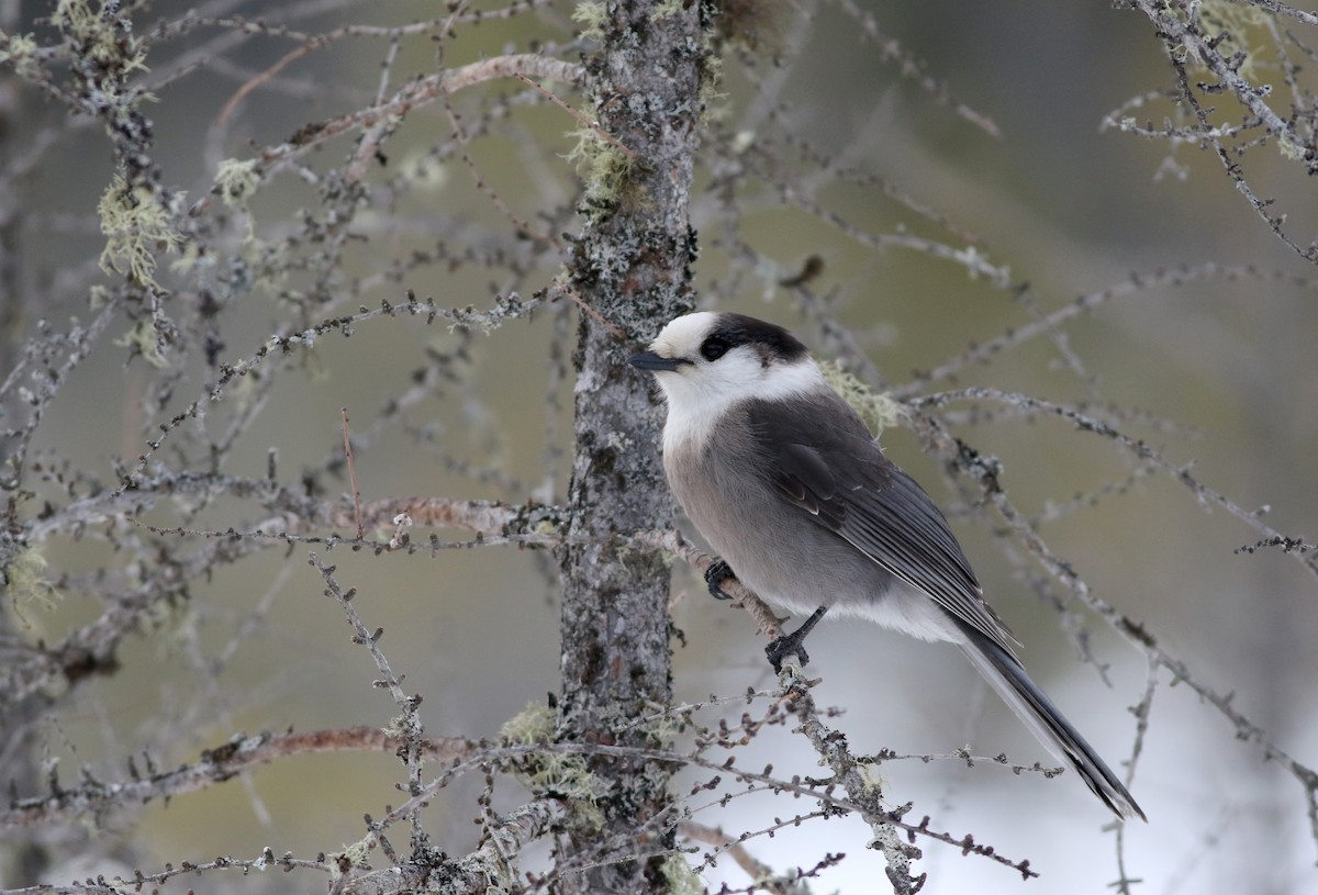 Canada Jay (Boreal) - ML50897941