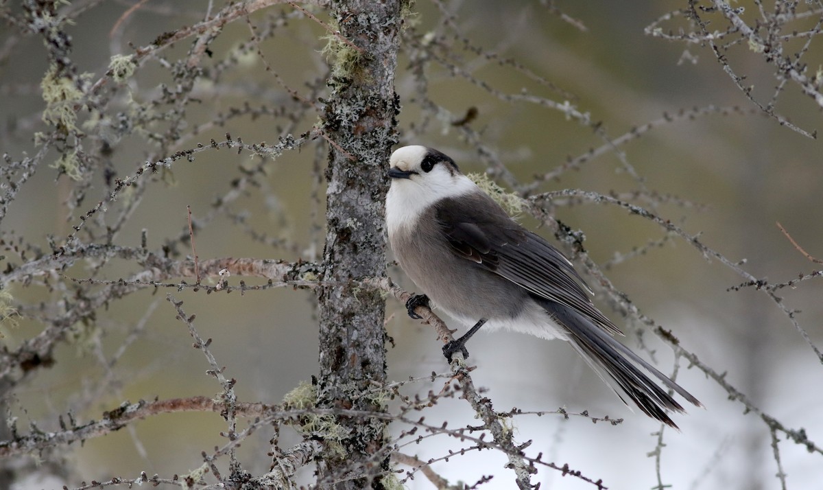 Canada Jay (Boreal) - ML50897951