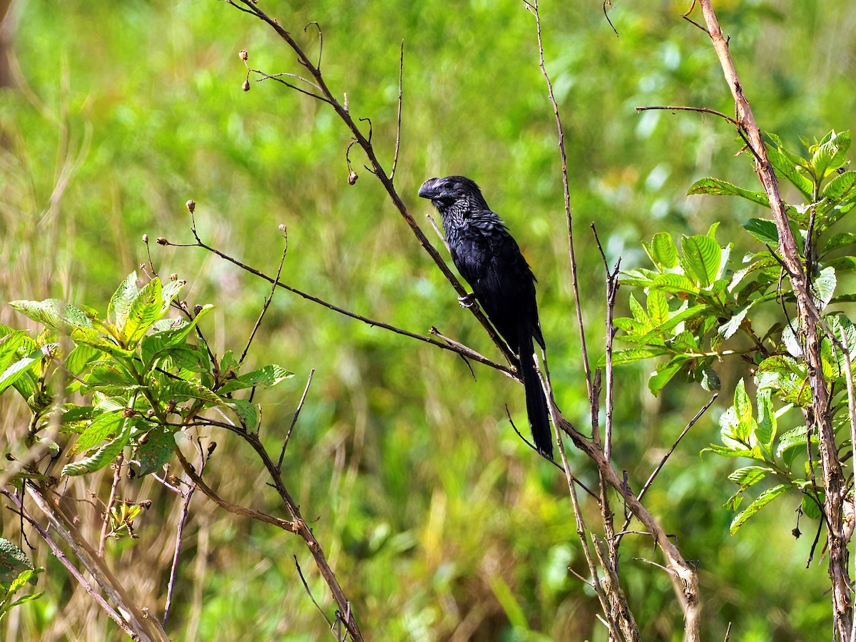 Smooth-billed Ani - ML508980101