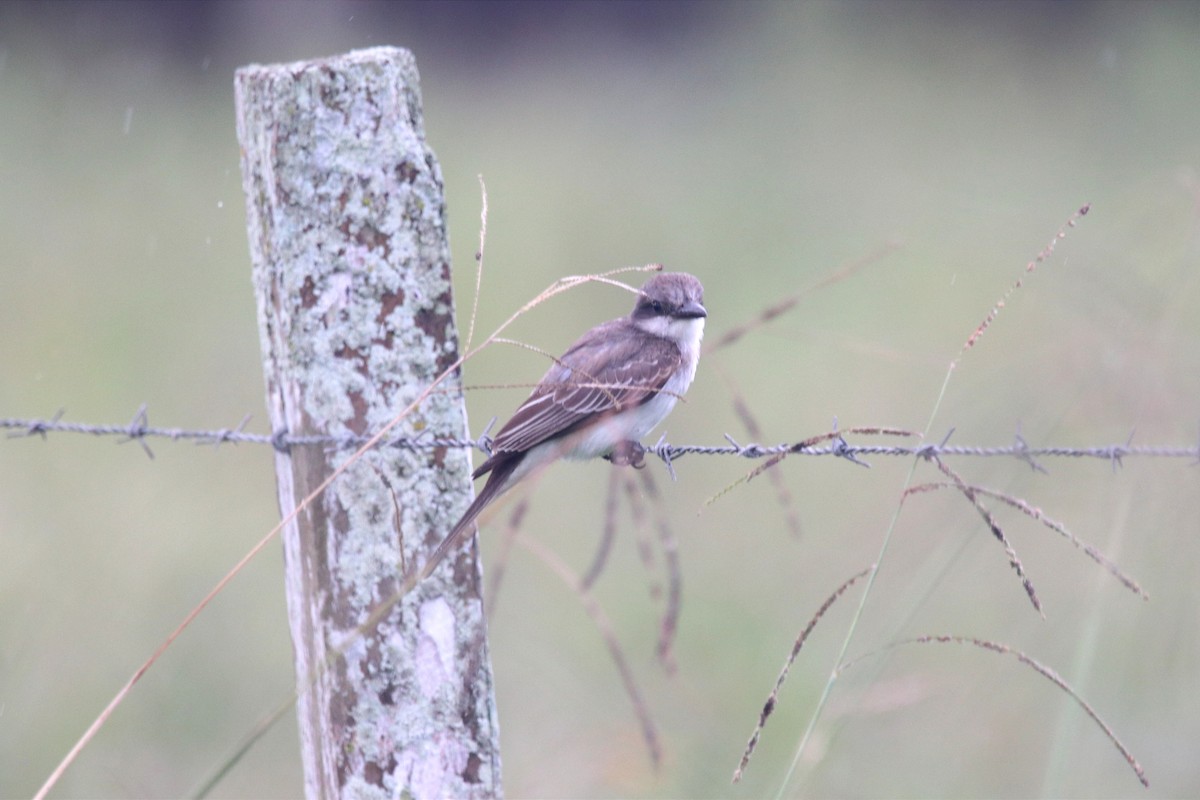 Gray Kingbird - ML508980151