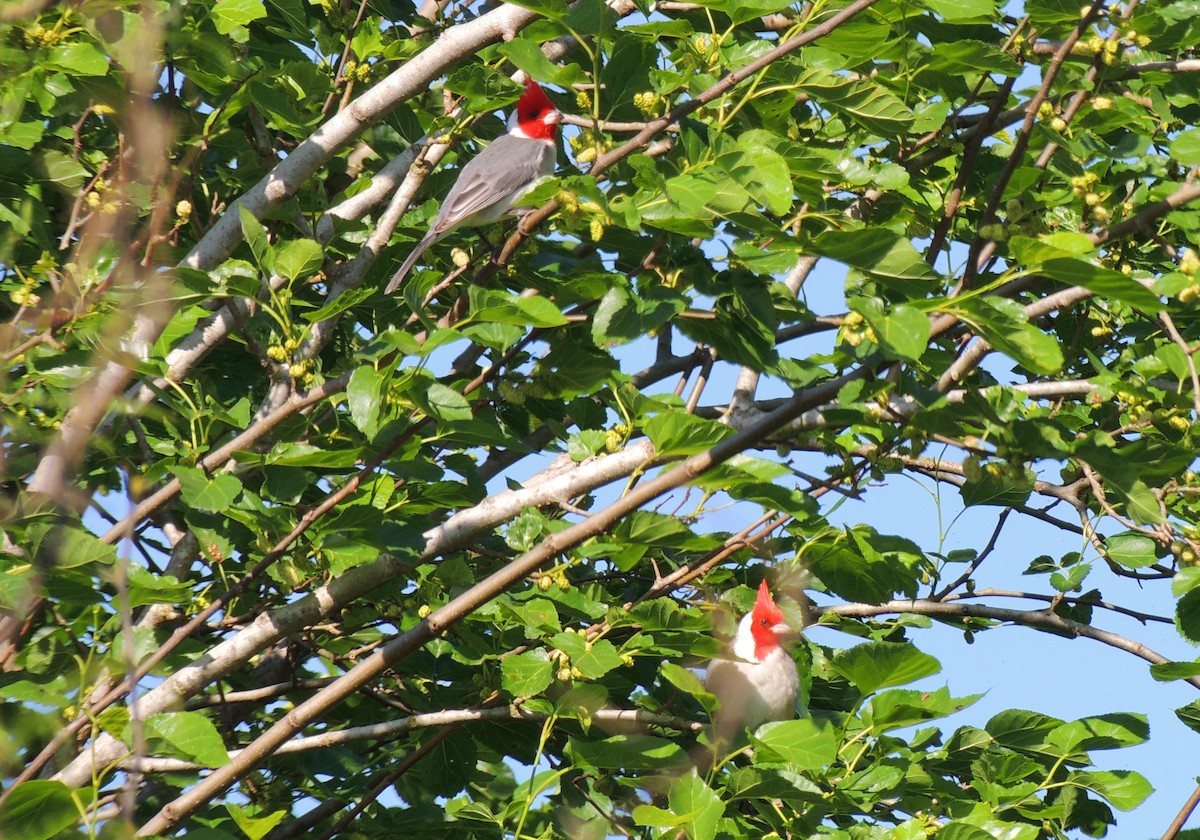 Red-crested Cardinal - ML508981361