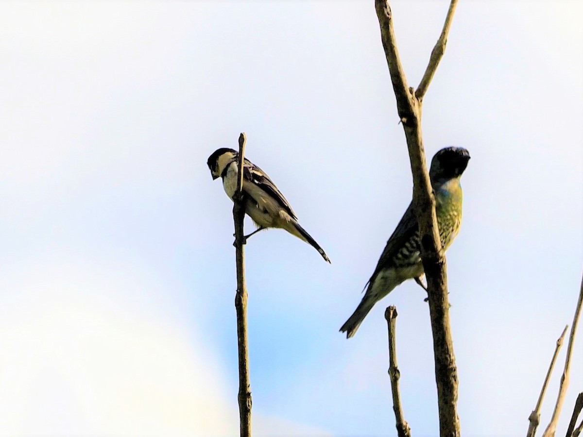 Rusty-collared Seedeater - ML508981841