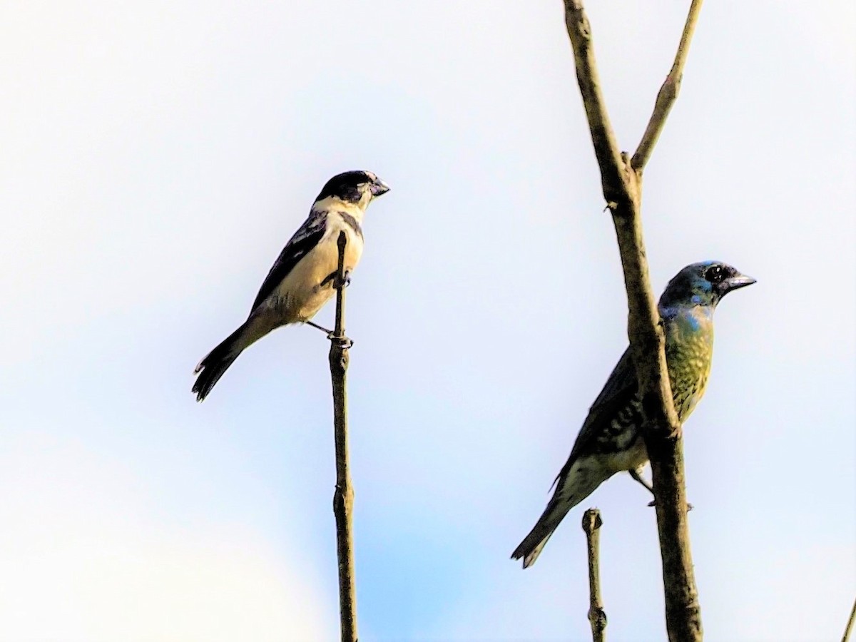 Rusty-collared Seedeater - John Bruder