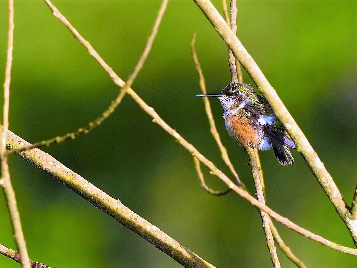 Amethyststernkolibri - ML508982261