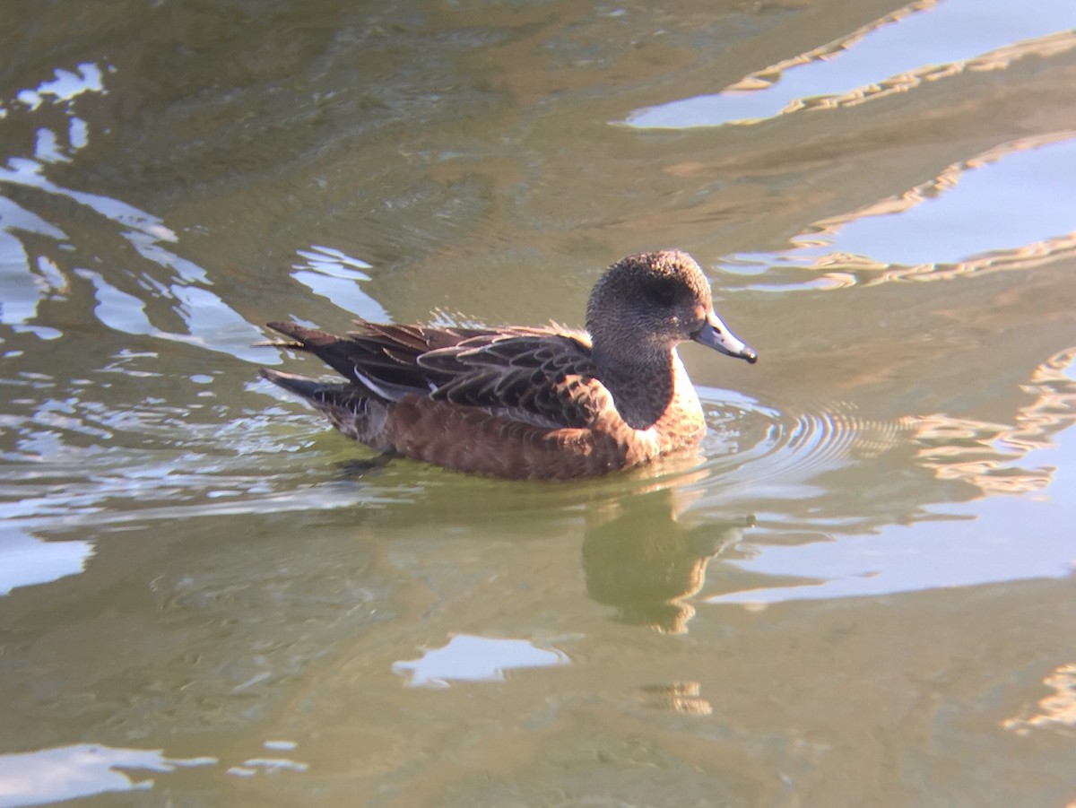 American Wigeon - ML50898271