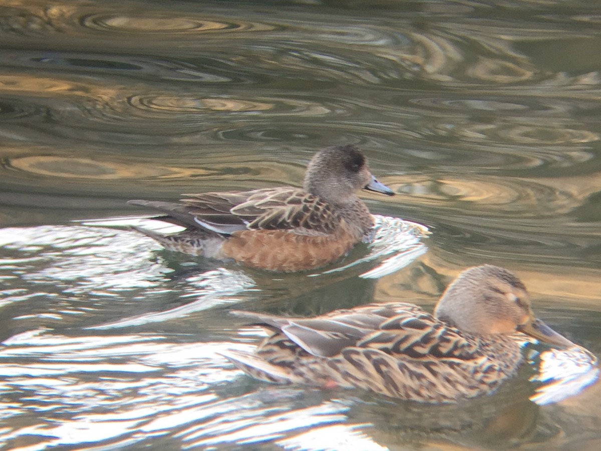 American Wigeon - ML50898281