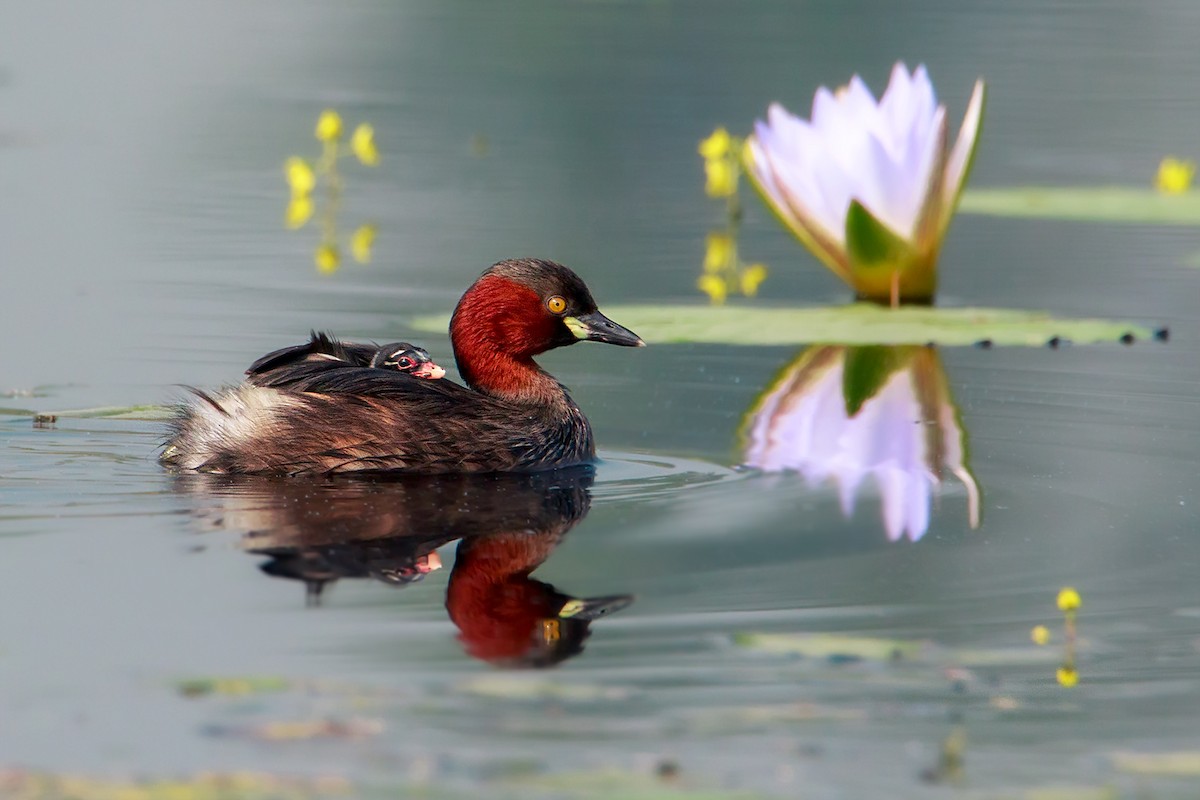 Little Grebe - ML508983321