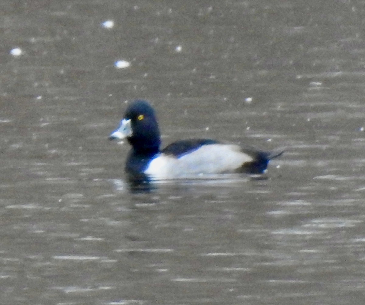 Ring-necked Duck - ML508983941