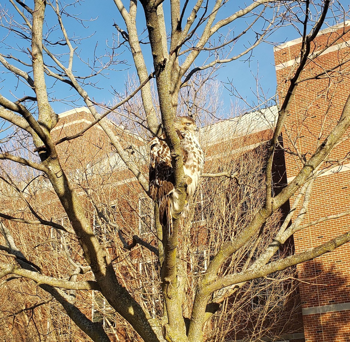 Red-tailed Hawk - ML508984451