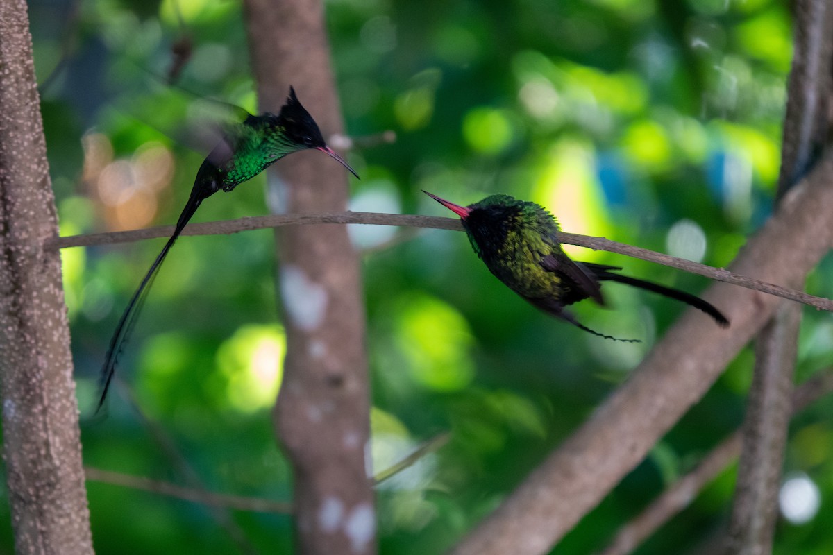 Red-billed x Black-billed Streamertail (hybrid) - ML508984951