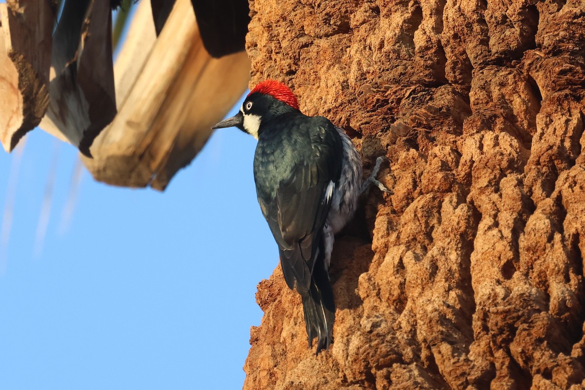 Acorn Woodpecker - ML508985301