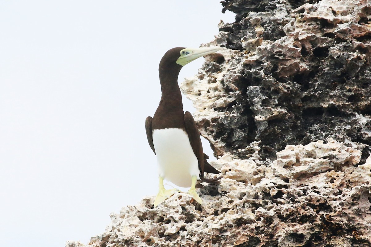 Brown Booby - ML508985661