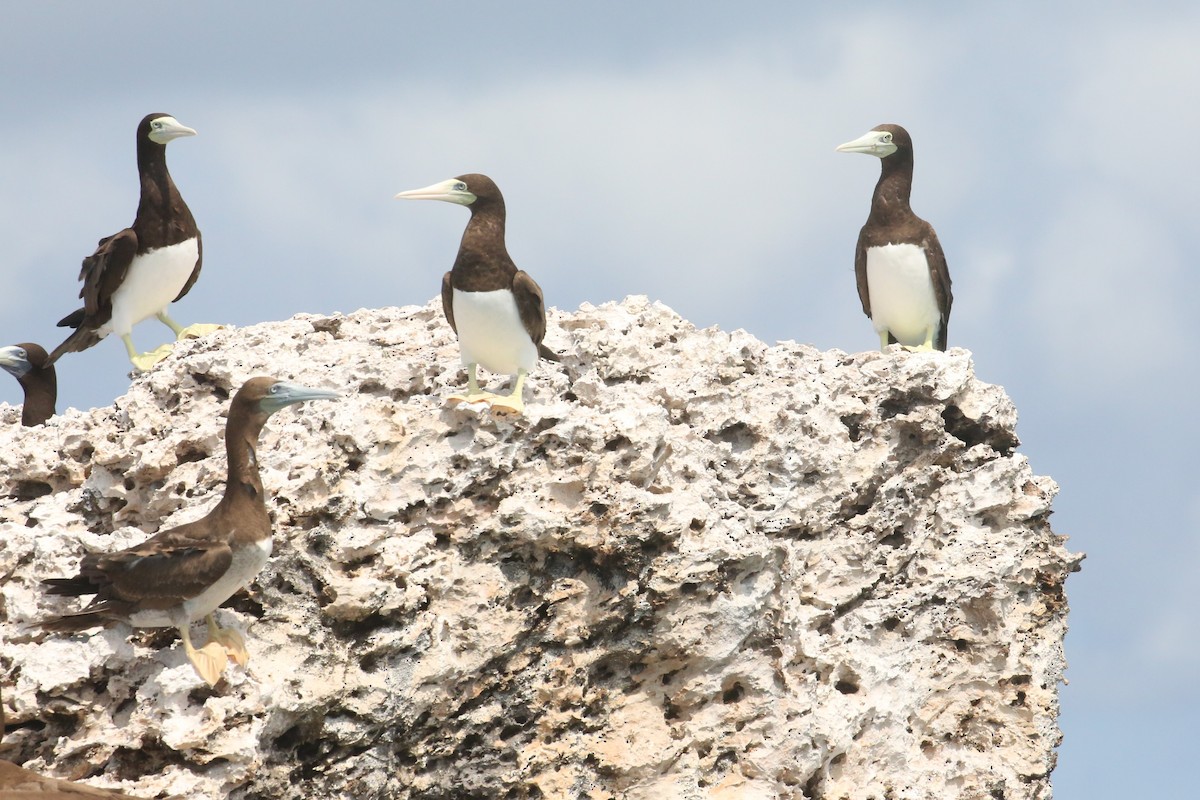 Brown Booby - ML508985691