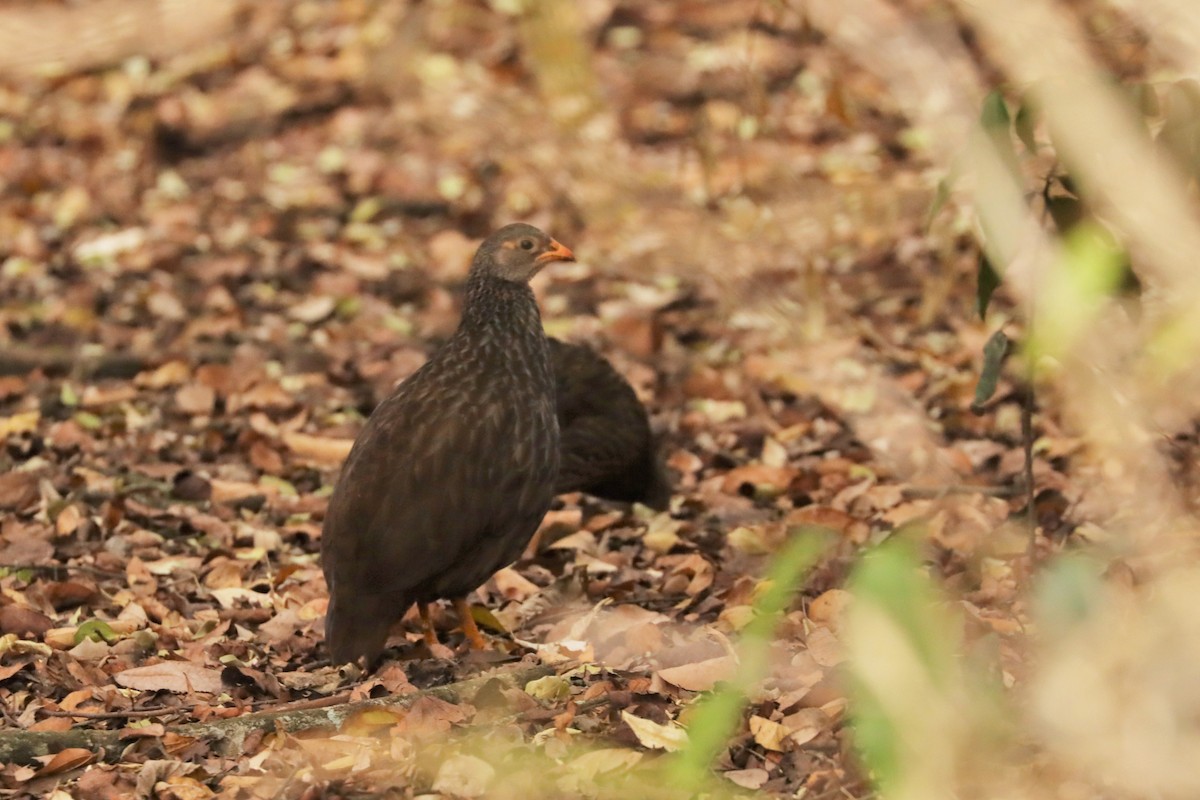 Scaly Spurfowl - ML508986571