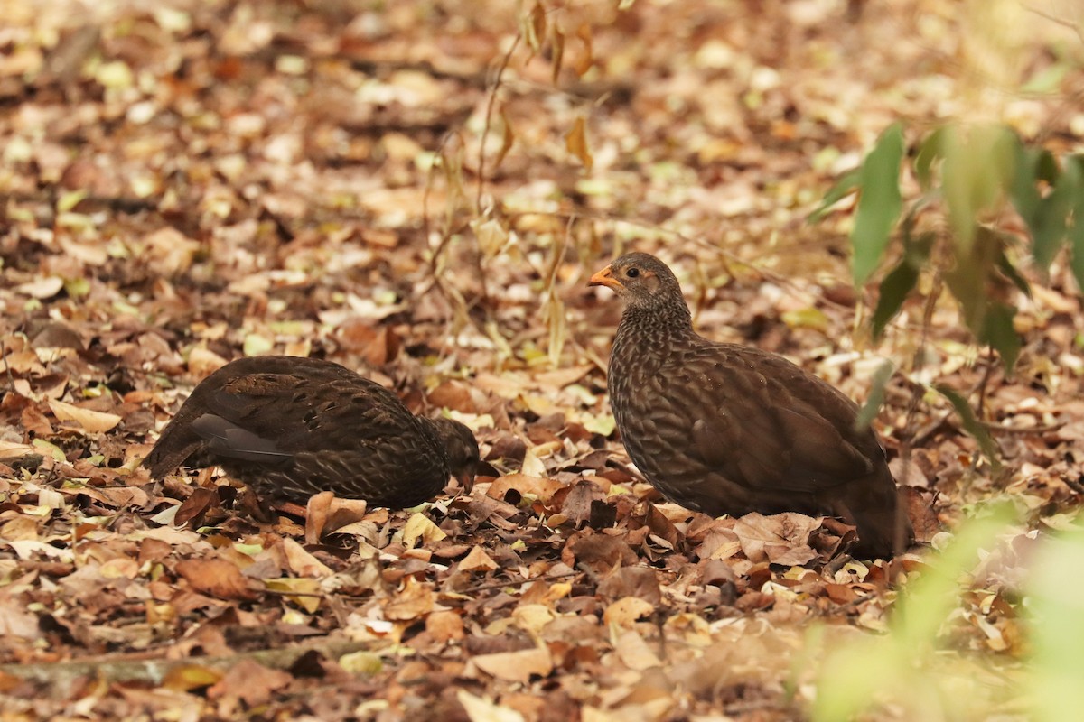 Scaly Spurfowl - ML508986581