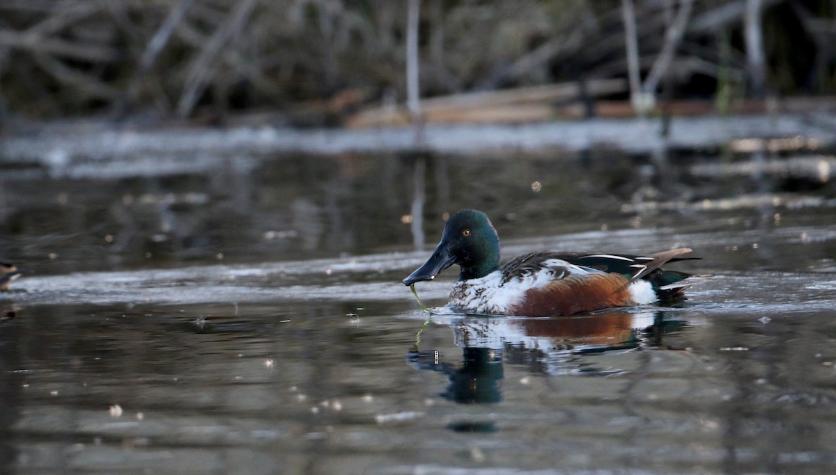 Northern Shoveler - Jay McGowan