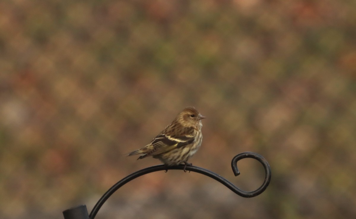 Pine Siskin - ML508987091