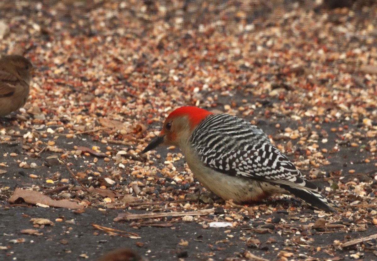 Red-bellied Woodpecker - ML508987111