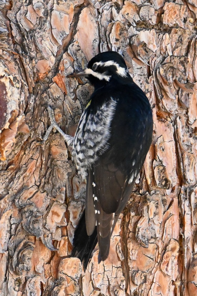 Williamson's Sapsucker - ML508987411