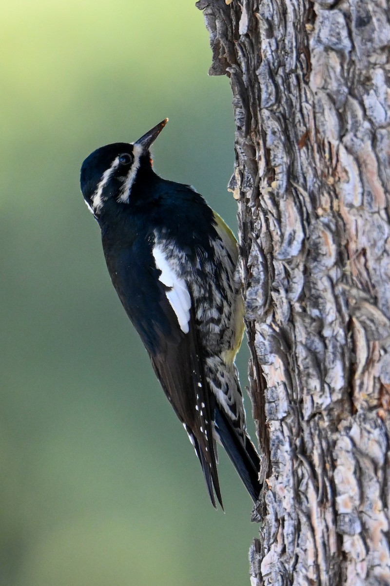 Williamson's Sapsucker - ML508987421