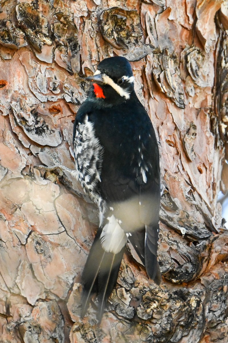 Williamson's Sapsucker - ML508987431