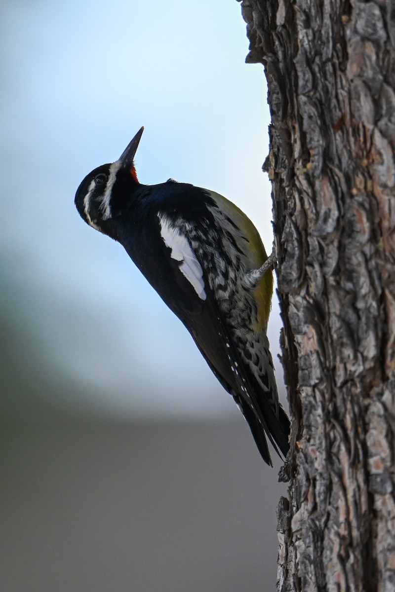 Williamson's Sapsucker - ML508987441