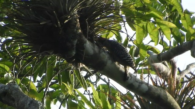 Black-cheeked Woodpecker - ML508987491