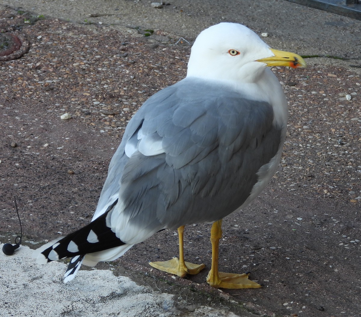 Yellow-legged Gull - ML508988941