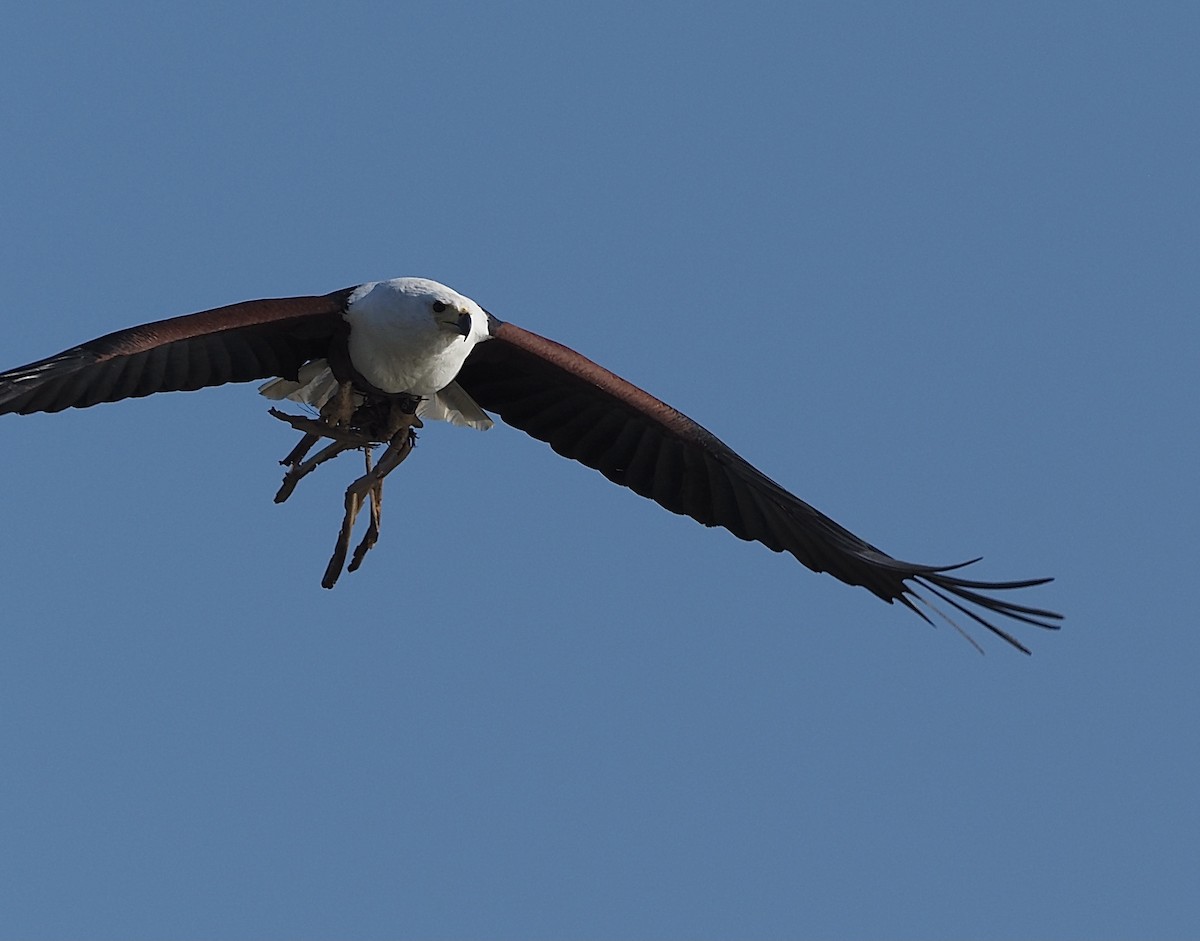 African Fish-Eagle - ML508989241