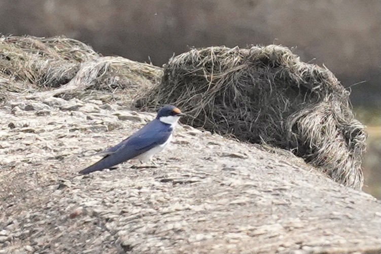 White-throated Swallow - ML508990221