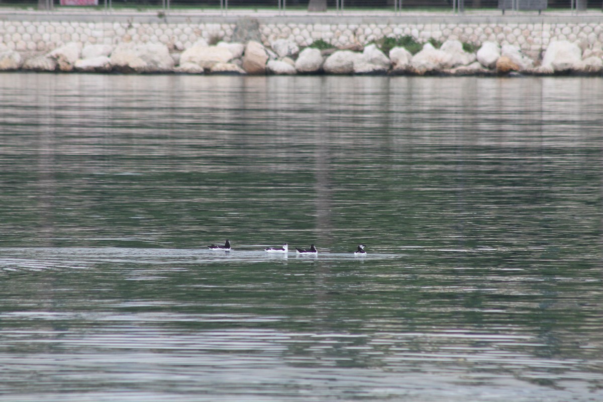 Razorbill - ML508990431