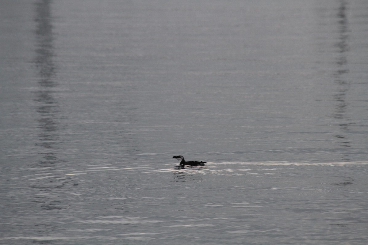 Razorbill - Matthew Wentworth