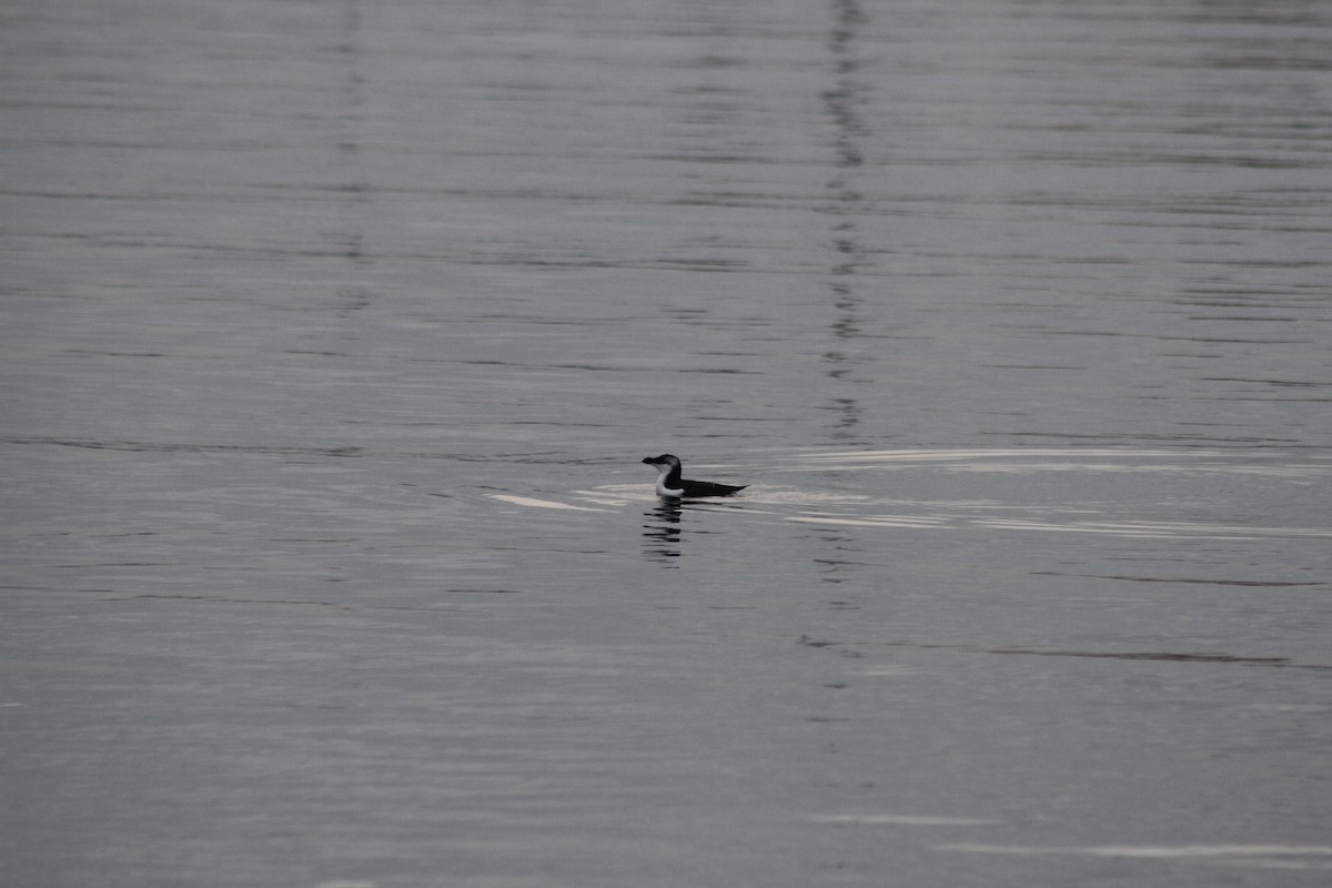 Razorbill - ML508990451