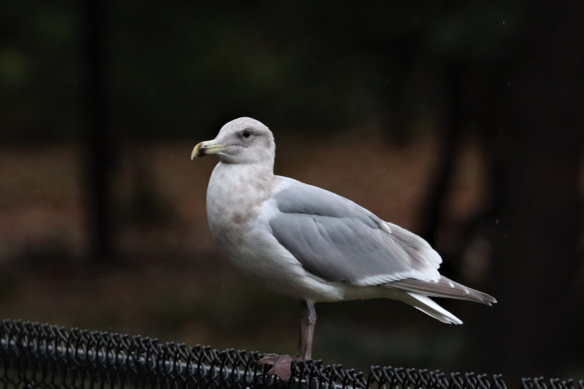 Goéland argenté - ML508990481