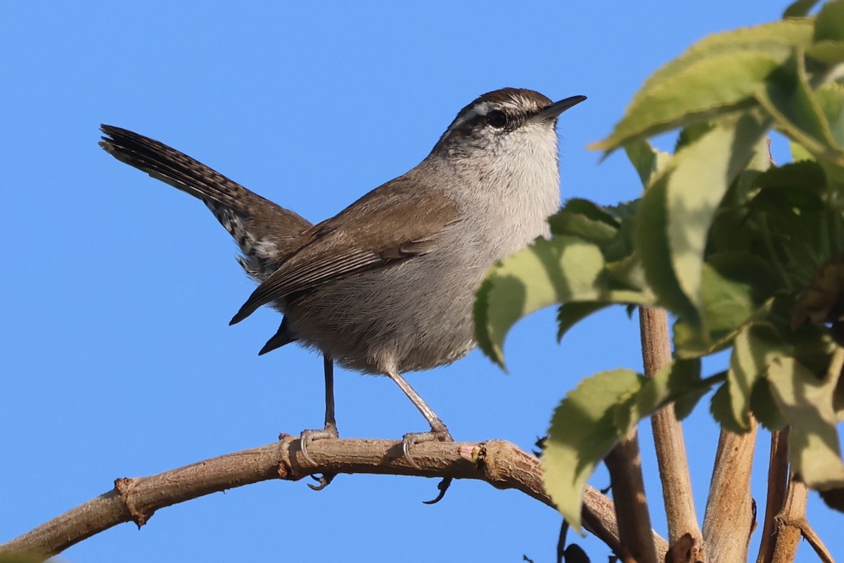 Bewick's Wren - William Rockey