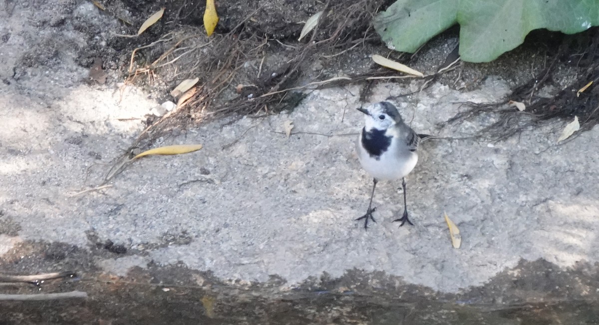 White Wagtail - Gonzalo Bel Lallave