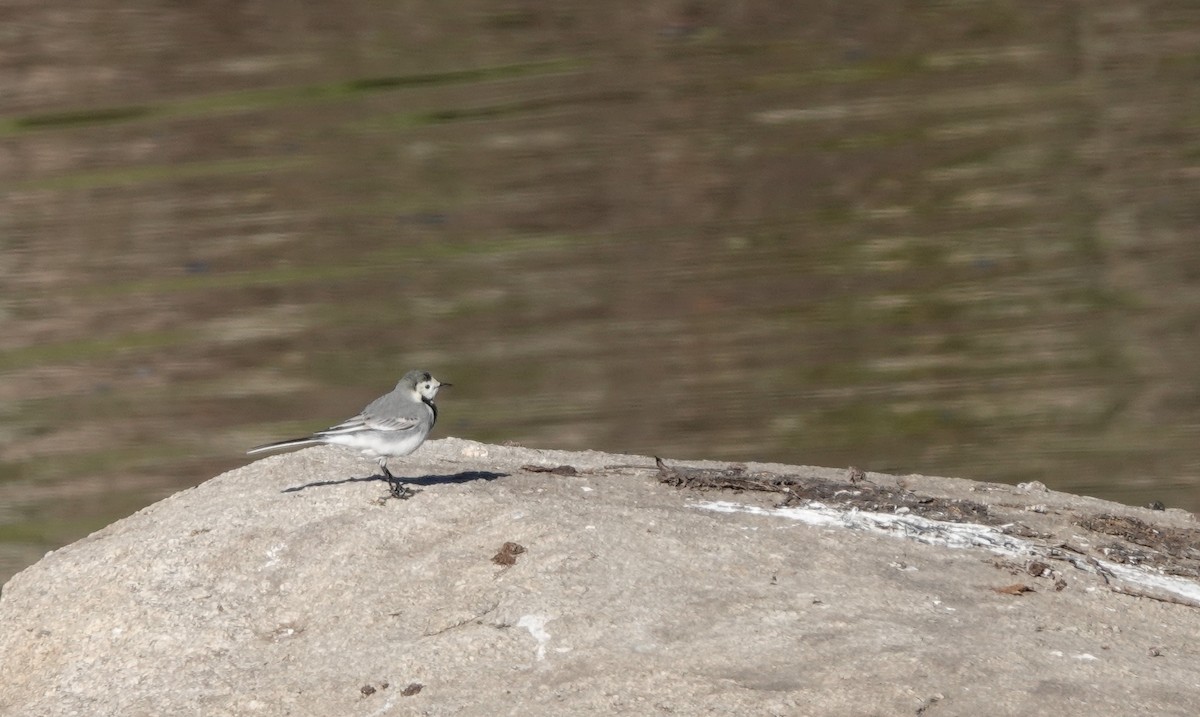 White Wagtail - Gonzalo Bel Lallave