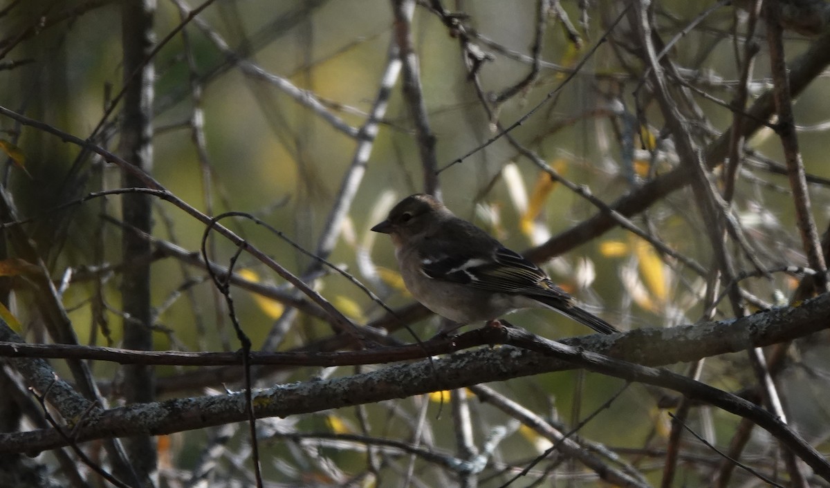 Common Chaffinch - ML508990691