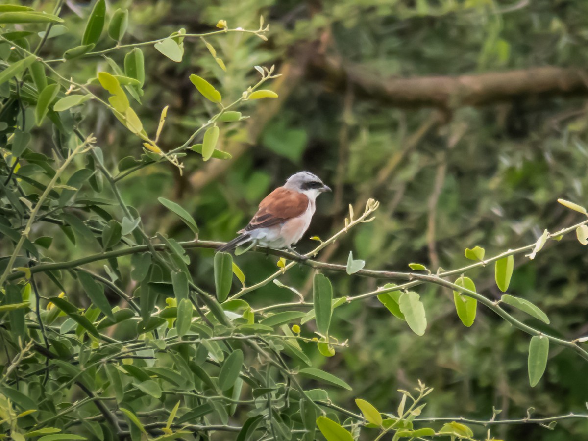 Red-backed Shrike - ML508992981