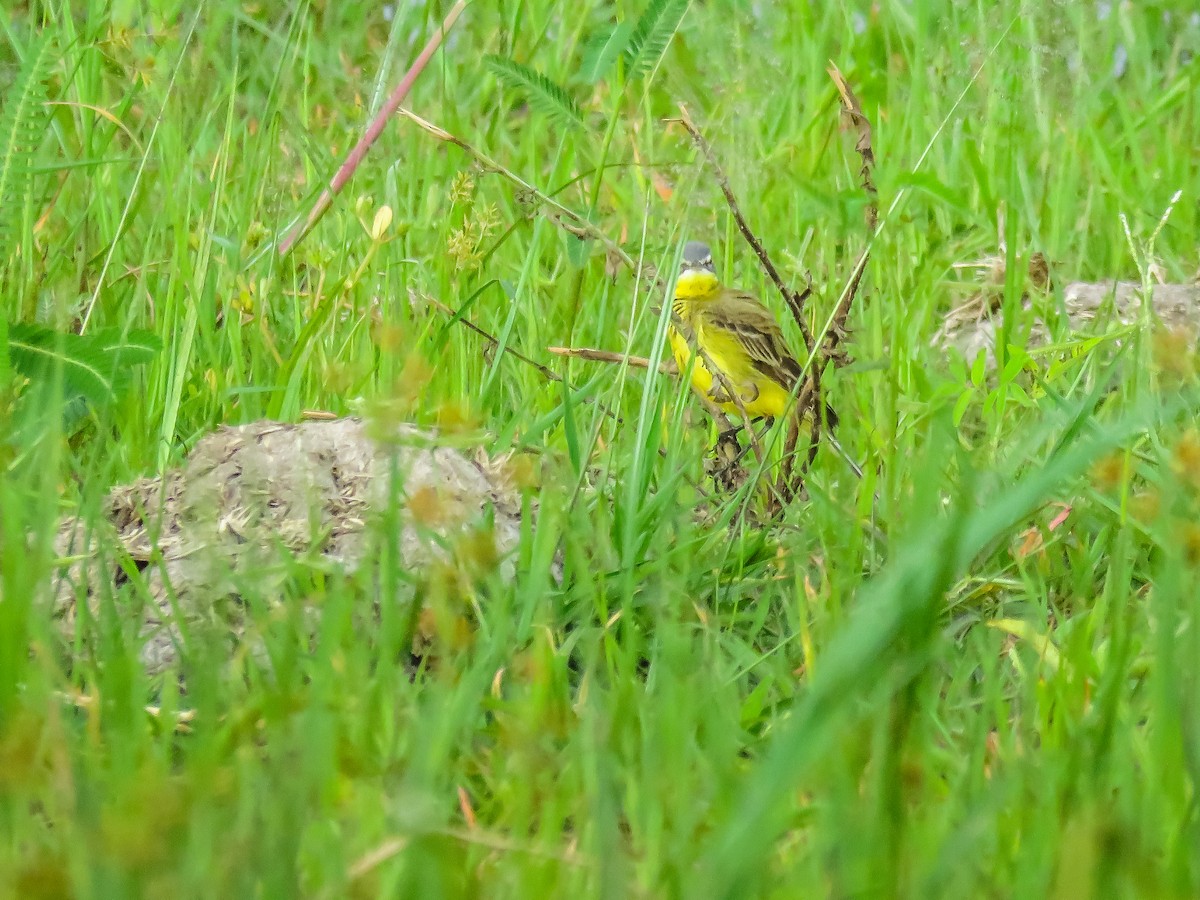 Western Yellow Wagtail - ML508993031