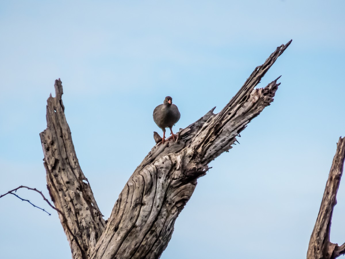 Red-billed Spurfowl - ML508993351