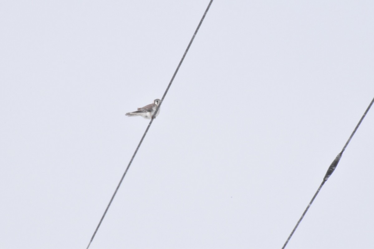 American Kestrel - ML50899431