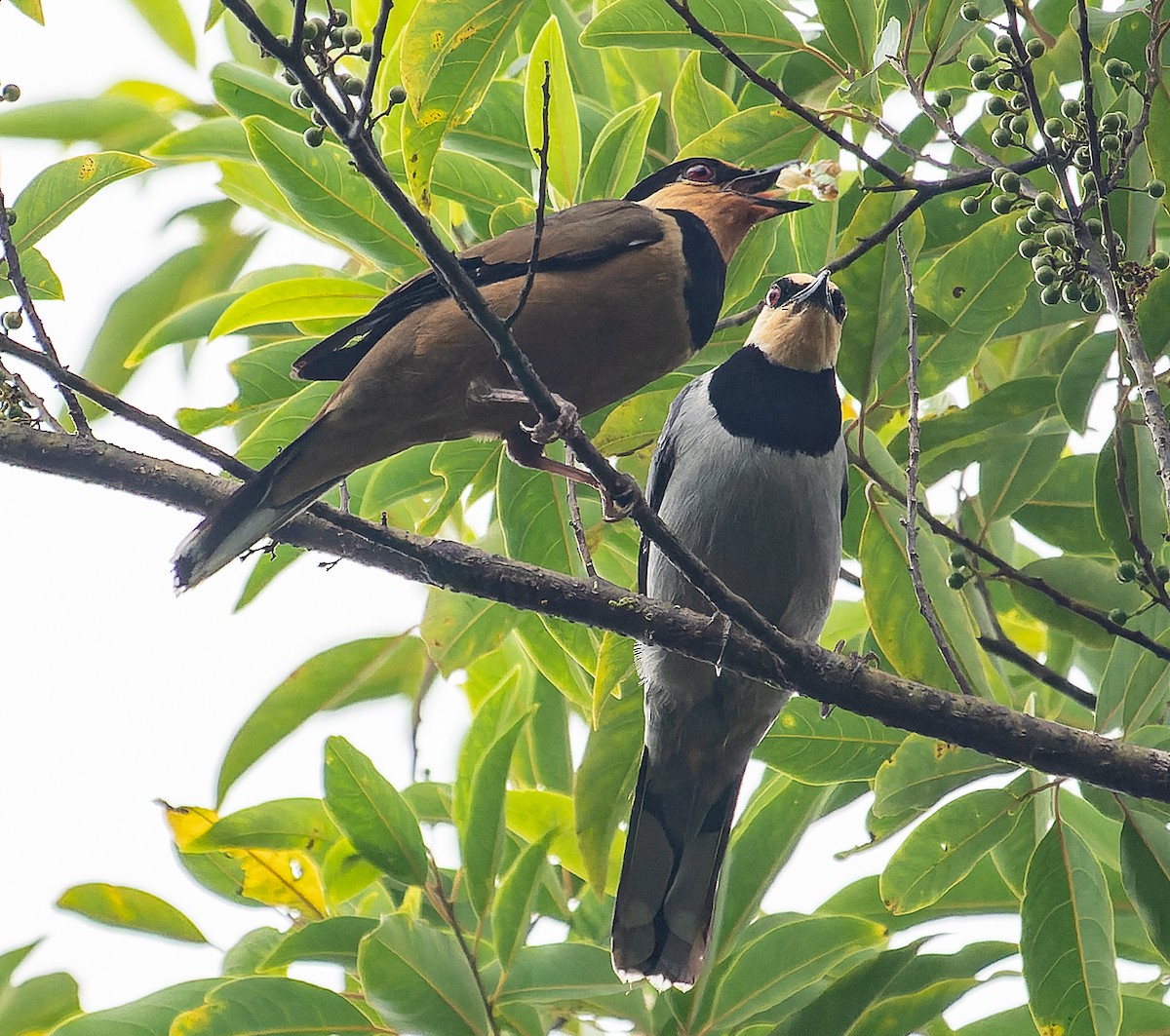 Borneo Ardıcı - ML508995121