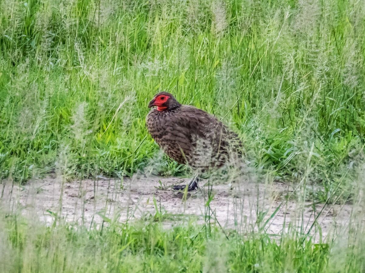 Swainson's Spurfowl - ML508995481