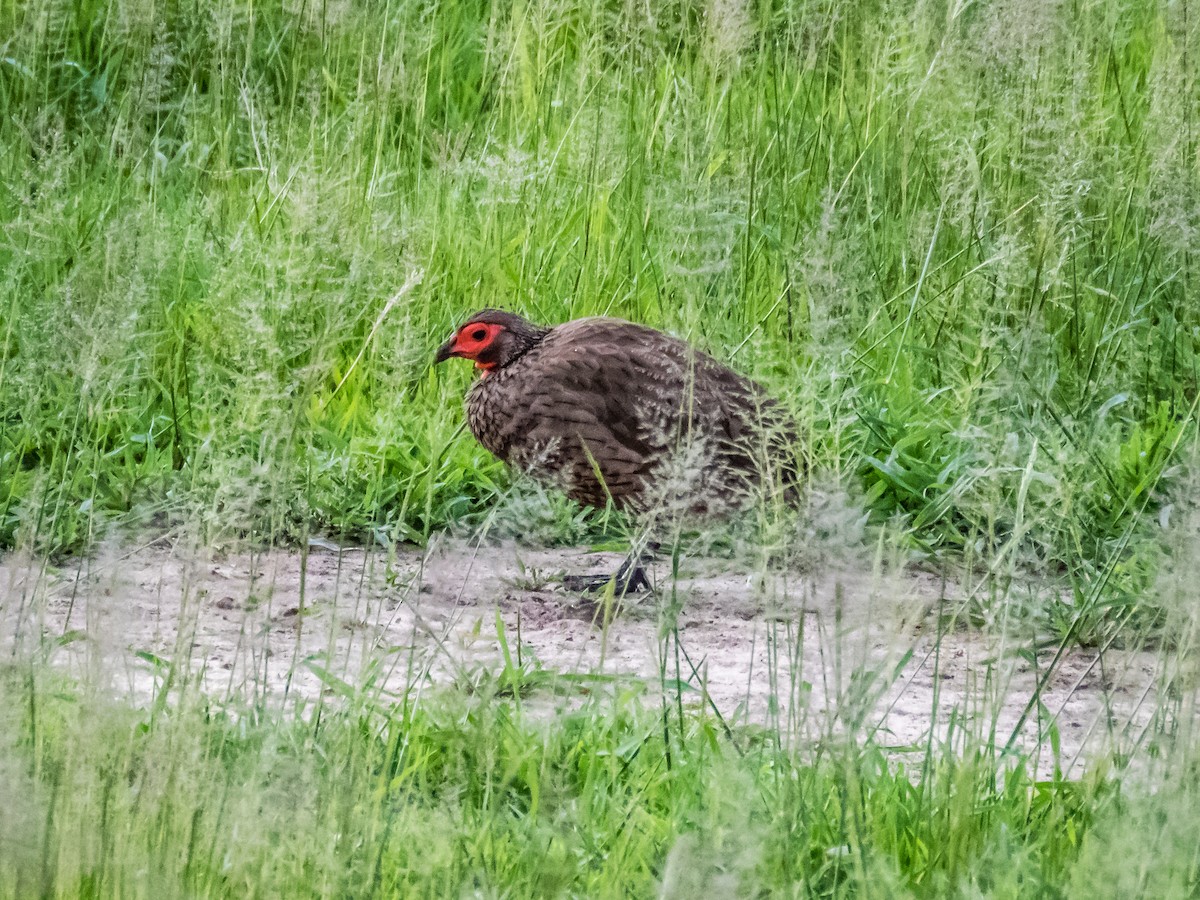 Swainson's Spurfowl - ML508995491