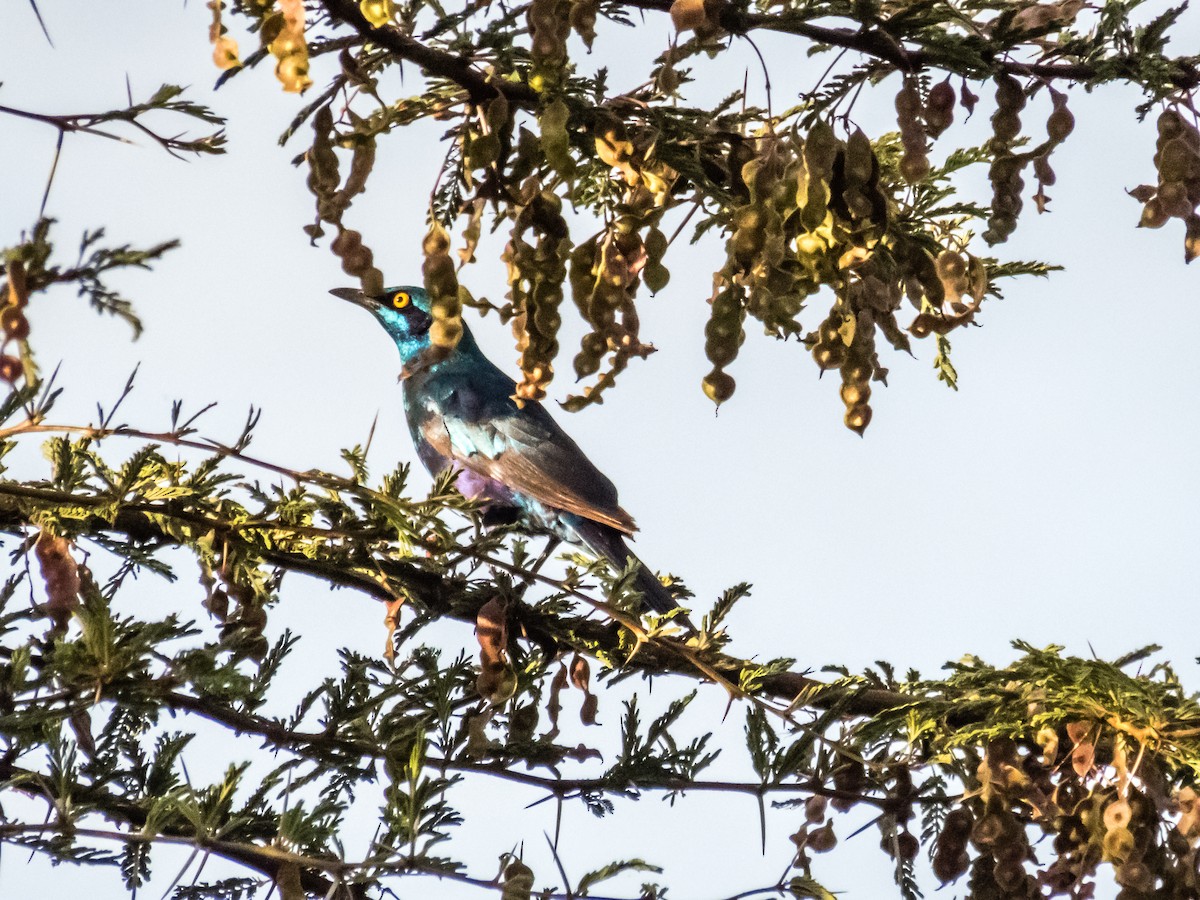 Greater Blue-eared Starling - ML508995611