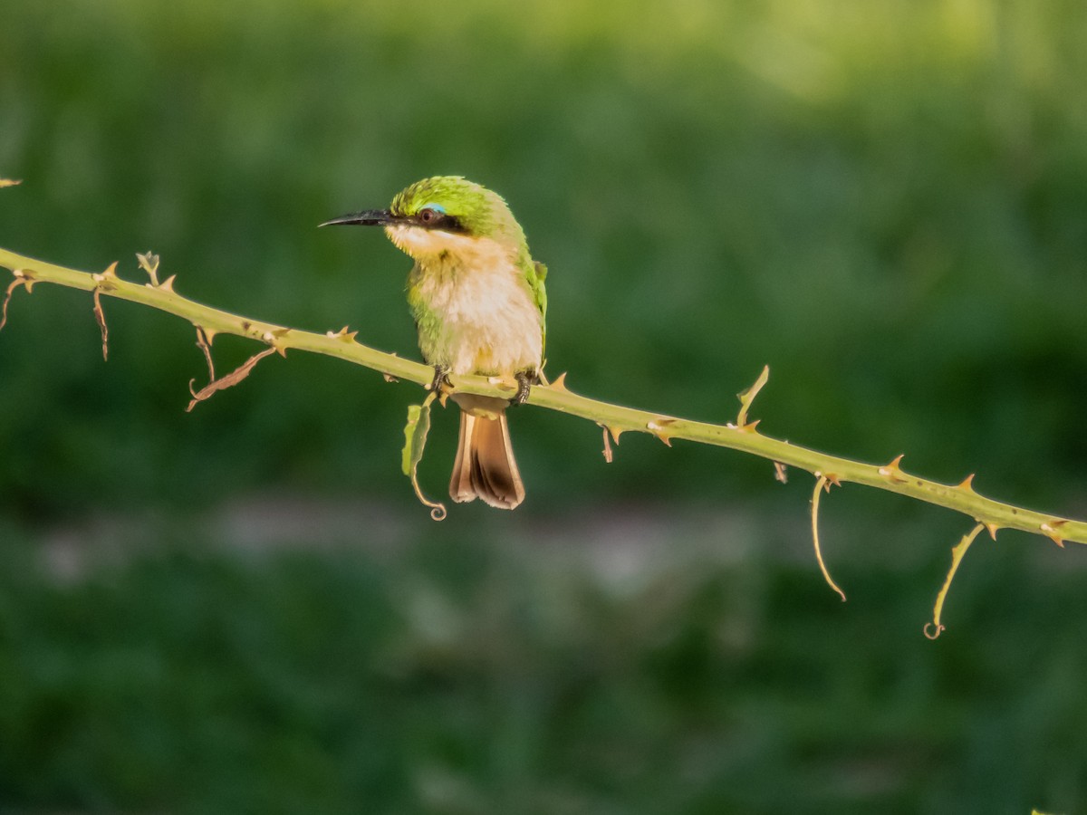 Little Bee-eater - ML508995711