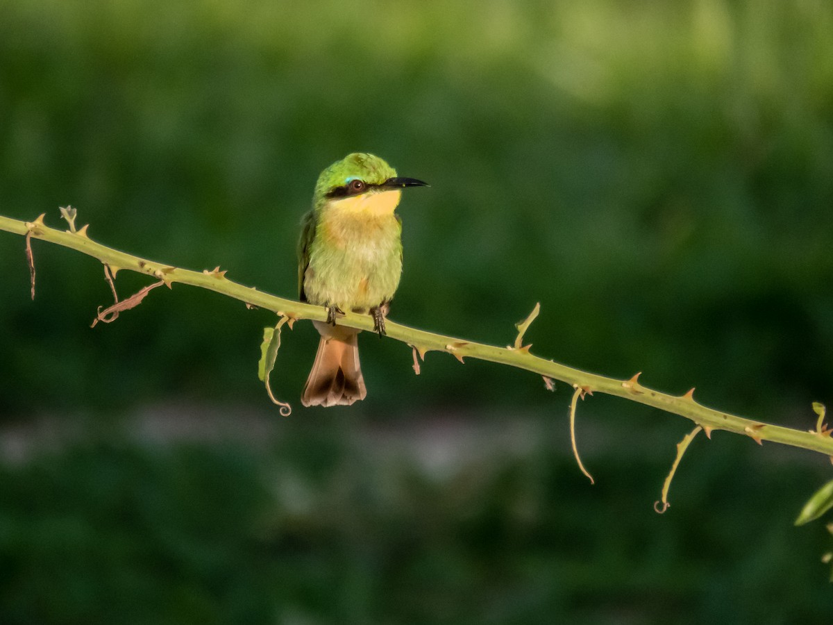 Little Bee-eater - ML508995721