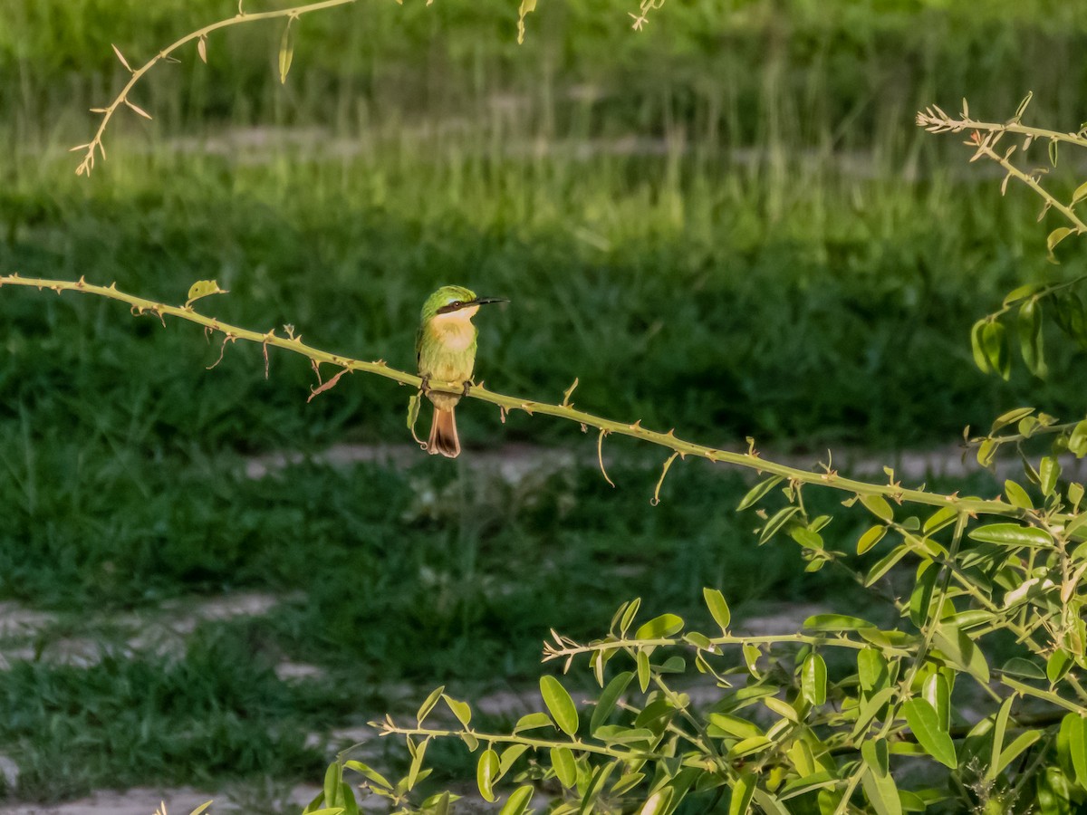 Little Bee-eater - ML508995731