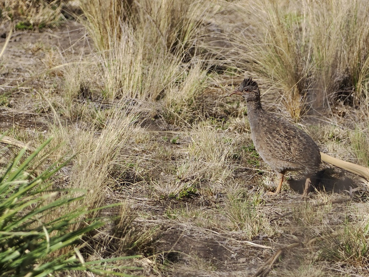 Andean Tinamou - Bobby Wilcox